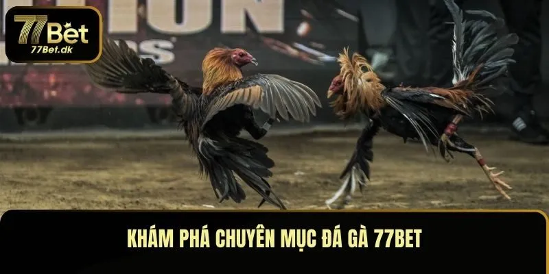 Khám phá chuyên mục đá gà 77BET