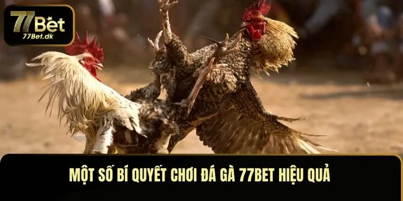 Một số bí quyết chơi đá gà 77BET hiệu quả