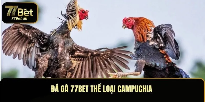 Đá gà 77BET thể loại Campuchia