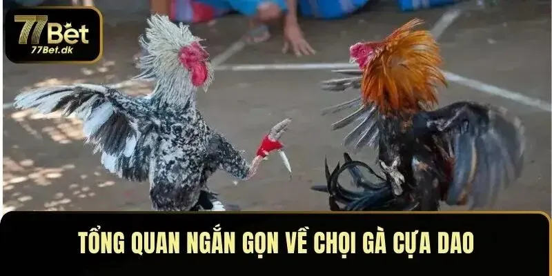 Tổng quan ngắn gọn về chọi gà cựa dao tại 77BET