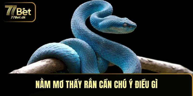 Nằm mơ thấy rắn cần chú ý điều gì