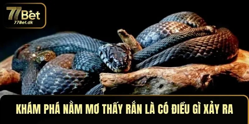 Nằm Mơ Thấy Rắn 77BET: Giải Mã Giấc Mơ Và Cách Đánh Lô Đề
